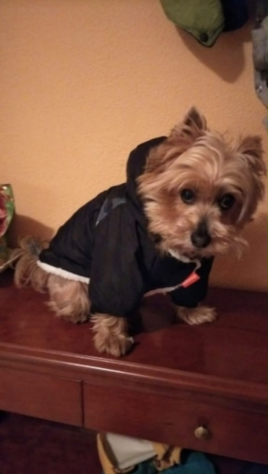 Warme Winterjacke Hunde